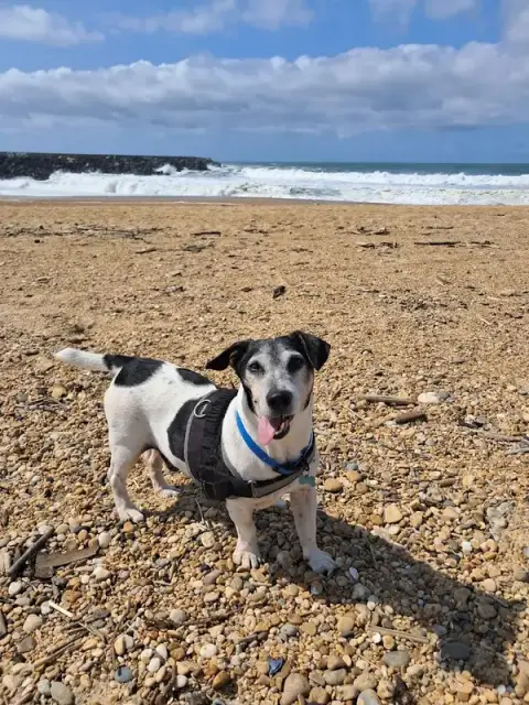happydog&co