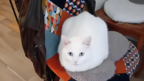 Promenade et garde d'animaux chez le propriétaire