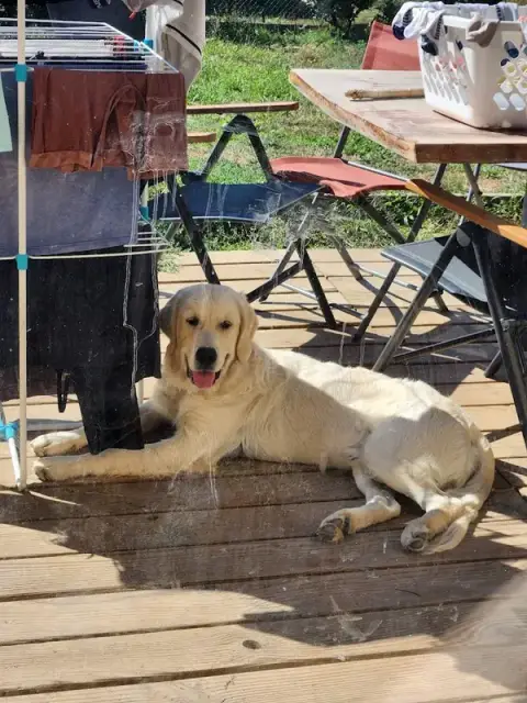 AL EDUCATION CANINE