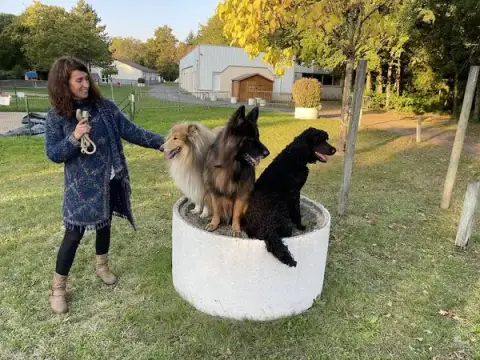 Ceephao - Formation De Comportementaliste Animalier & D'éducateur Canin - Un Programme Unique En Centre