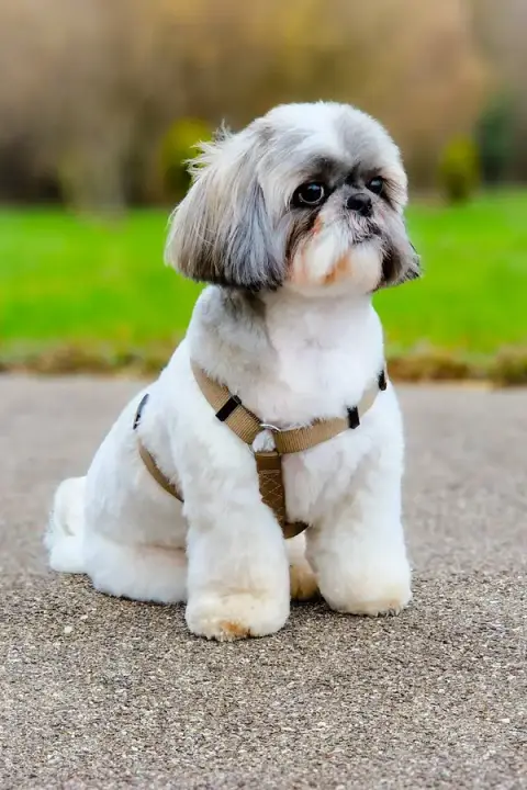 DOG GROOMING LOVY