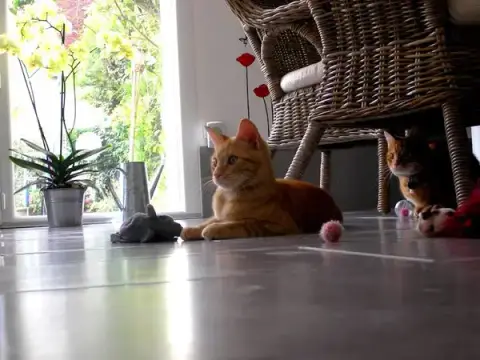 Pension 3 Cats