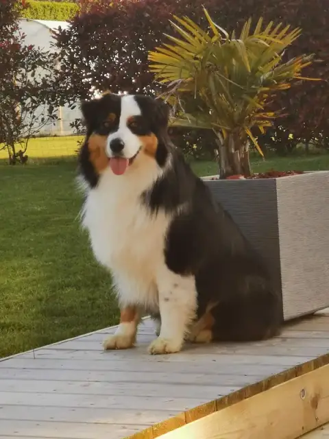 domaine ephibelline: pension chien chat