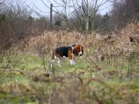 Think Dog - Éducateur et Comportementaliste canin à Lille