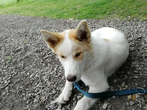 Polydog