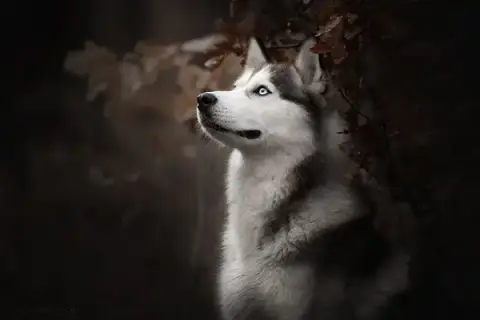 L'INSTINCT CANIN
