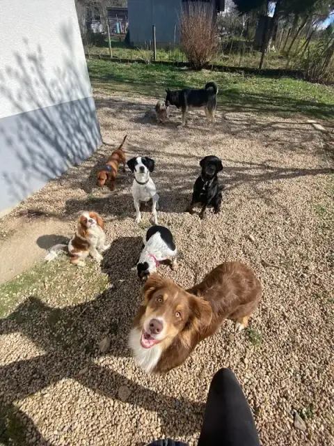 My4pattes