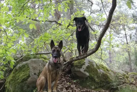 Sourire de chien