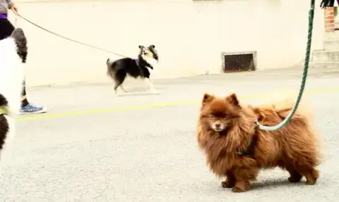 Indigo Dog