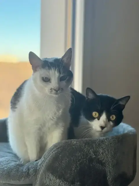 La Compagnie des Compagnons - Petsitter pour chat, chien et NAC à Reims