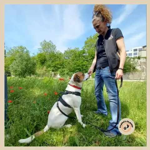Le pied à la patte - Comportementaliste canin