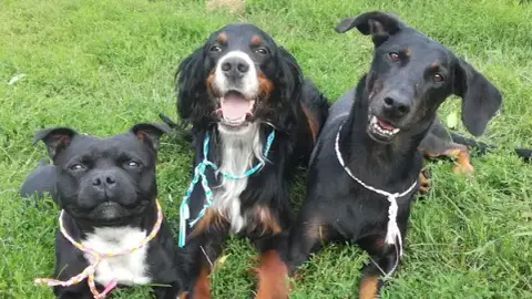 Aux chalets d'Heaven: Pension chiens chats et éducation rééducation canine sur Issoire et Clermont-Ferrand