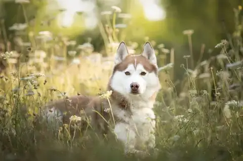 O'Cani - Éducateur comportementaliste canin