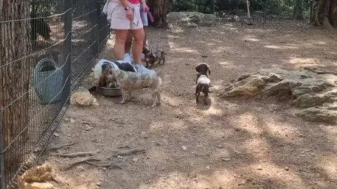 Centre Canin Azur : Éducation canine Alpes-Maritimes 06