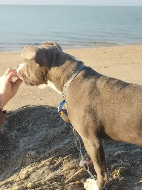 Educanine