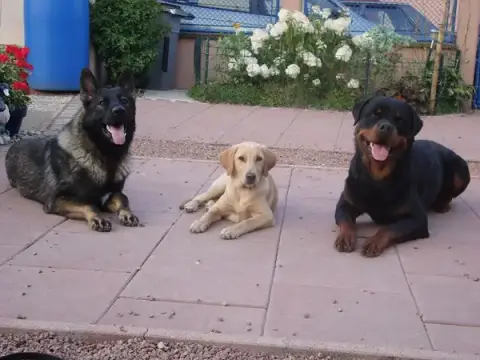 K9 Educ Pro 68