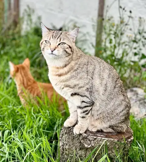 Chatterie du Mont Candon - Pension Chats