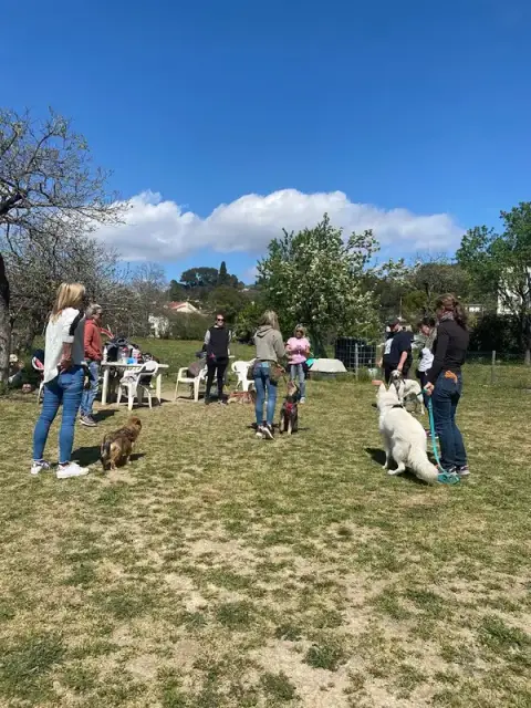 Doggy'scool Formations