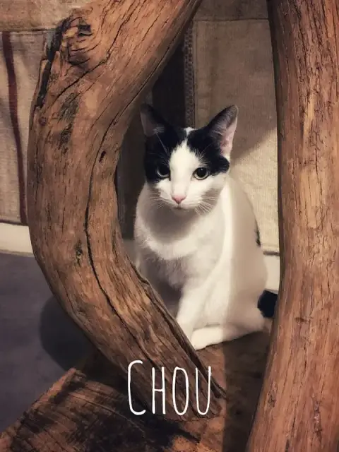 Mariam Pension pour Chats