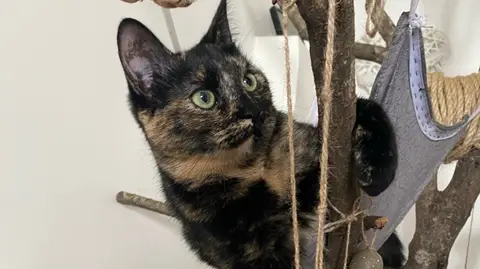 Petsitting à Nice 🐱🐾🐭 photo 2