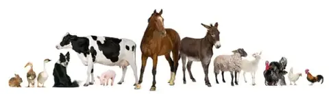 Park veterinary clinic