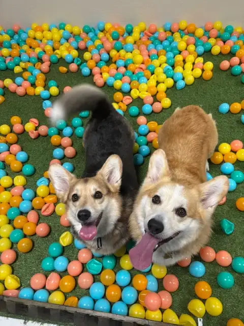 PUPPY CORNER