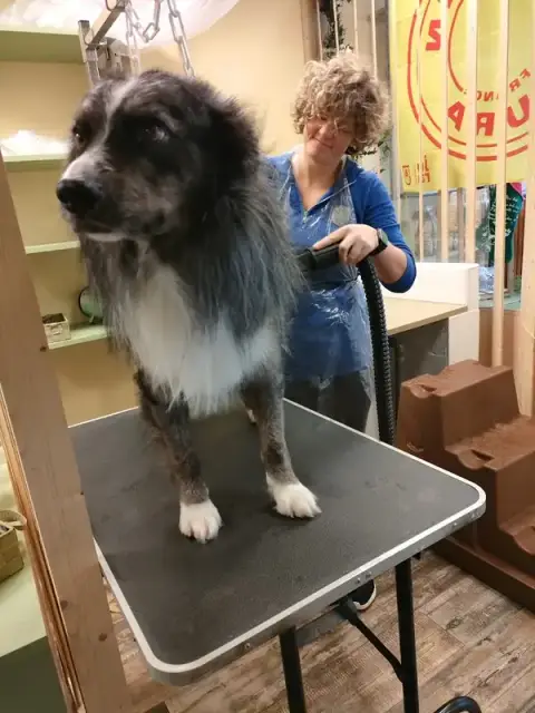 Canin'Altitude