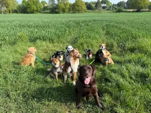 Ma petite colo - pension canine