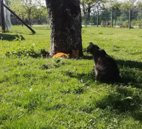 Happy Animaux