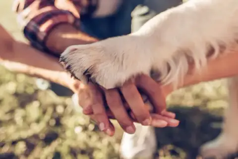 Talky Dog - Comportementaliste canin