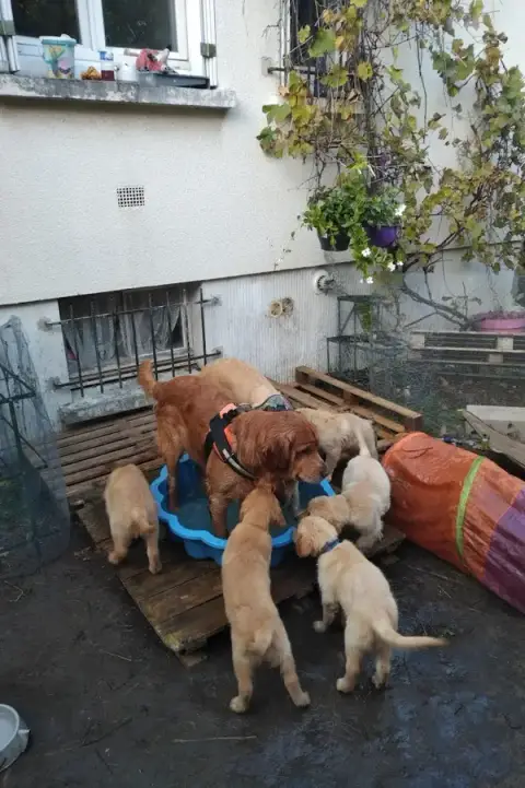 La Voie du Chien - Éducateur Canin - Comportementaliste Canin