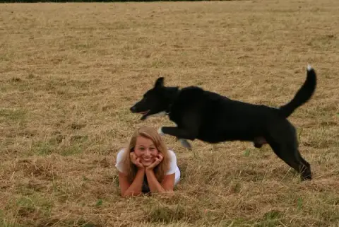 Happy Dogs and You