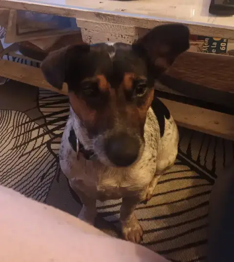 DOG THER'HAPPY