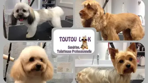 TOUTOU LOOK