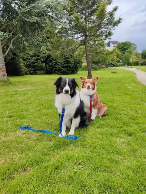 Happy dog éducation