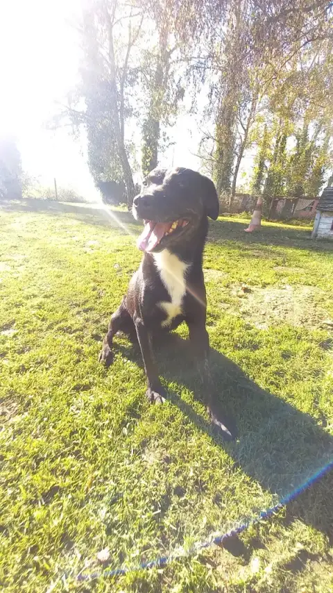 Adapt'Dog