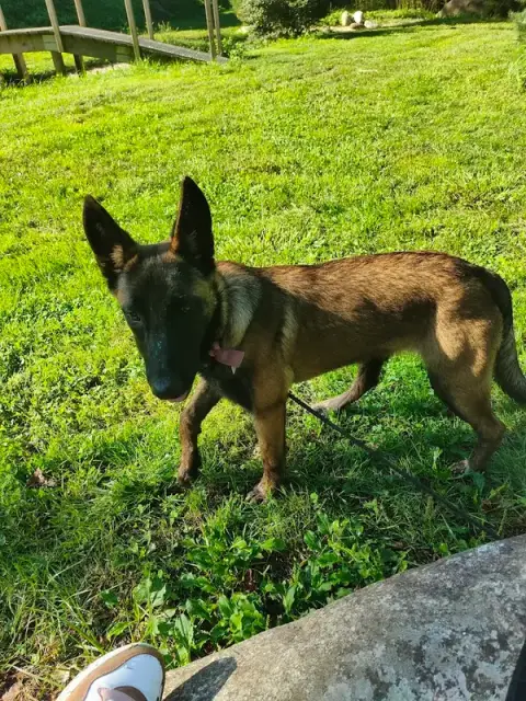 ABI'DOG Éducateur canin et garde de chiens Mourenx 64