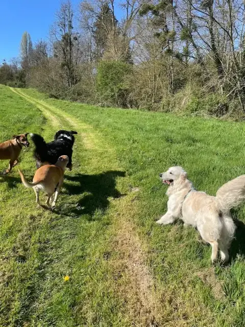 Anim'Auberge 41 - pension familiale chien