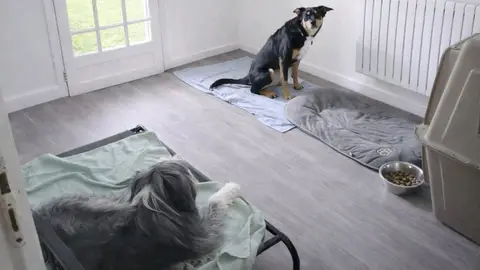 Garde de chien