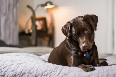Canina Dog-sitter Gard