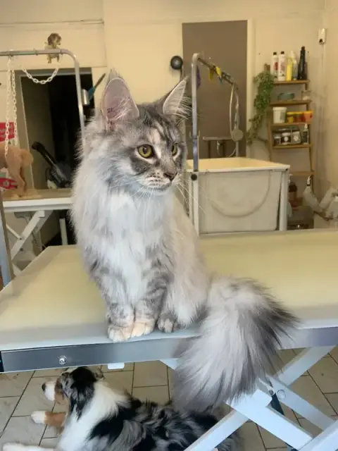 Toutou pour moi
