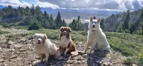 Vos 4 pattes en balade