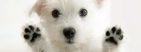 HAPPY DOG