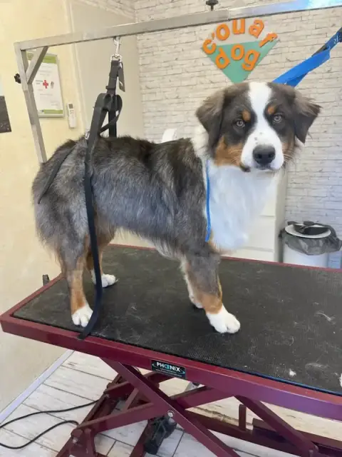 C'ouaf Dog