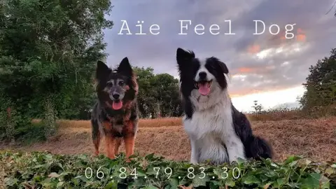 Aïe Feel Dog Almon Sandrine
