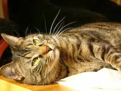 Le Royaume des Chats, pension chat Montpellier