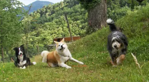 Entre Chien et Loup