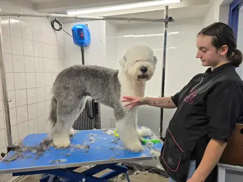 Le salon de Martine Pontoise Toiletteur Chiens et Chats