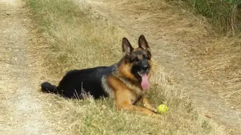 Lime Tree Kennels