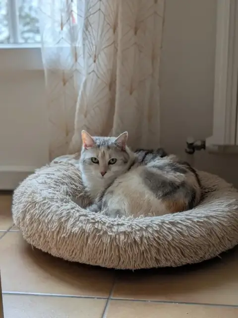 Paw'Paw - Pet sitting